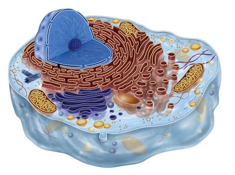biología celular